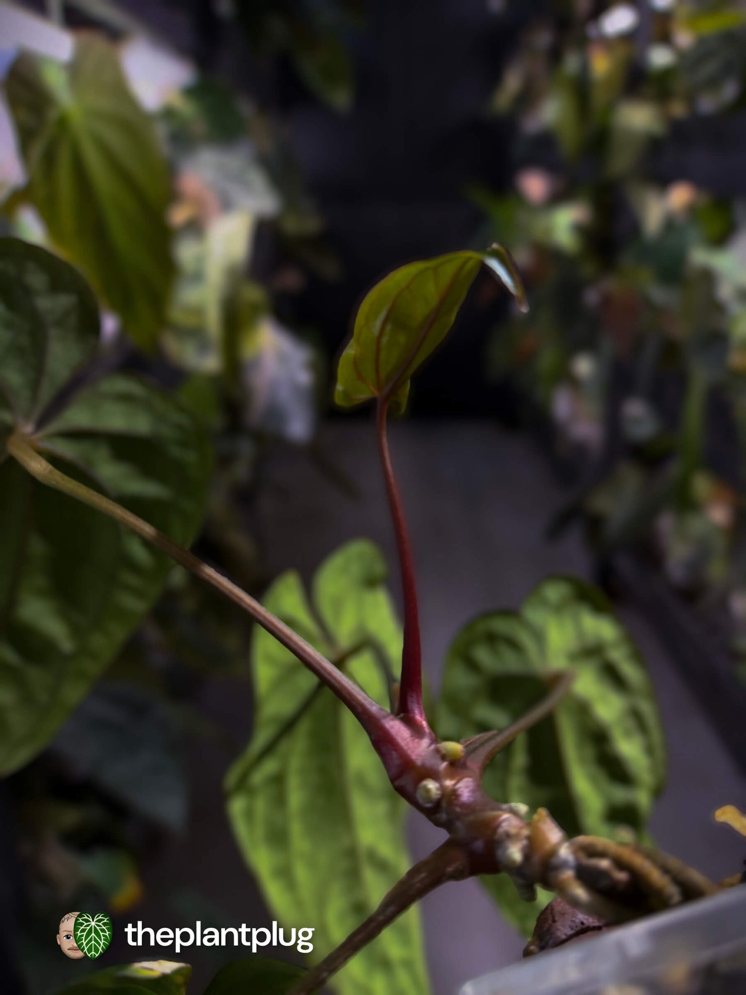Anthurium #Apollo