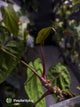 Anthurium #Apollo