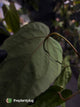 Anthurium #Apollo
