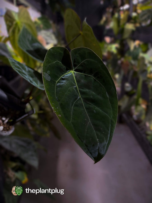 Anthurium #WaddleNOID x papillilaminum