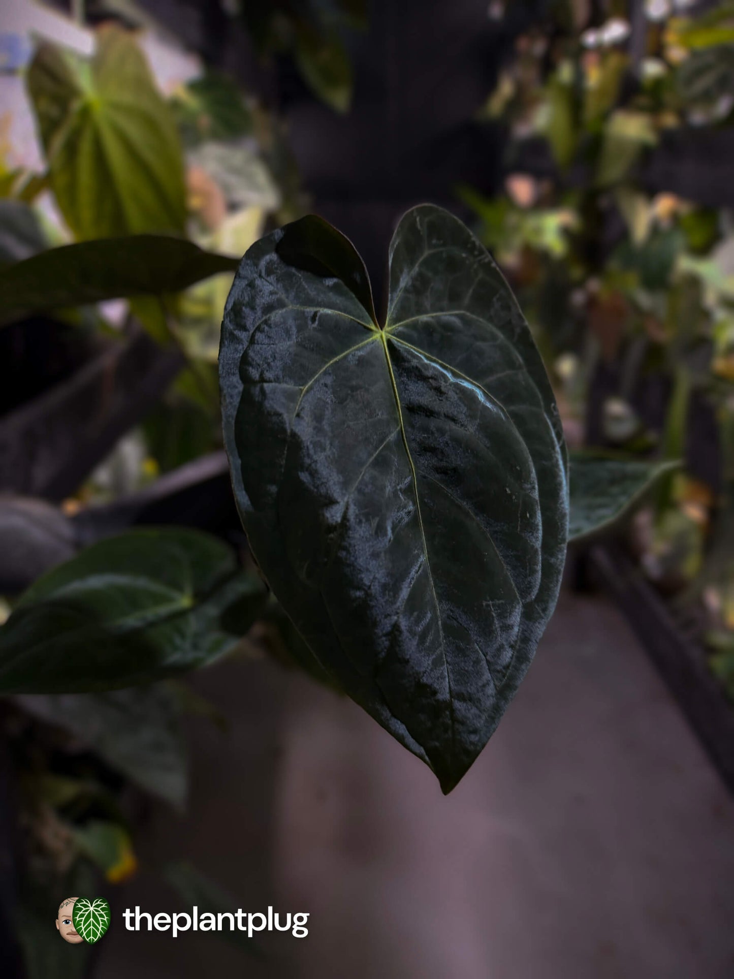 Anthurium #WaddleNOID x papillilaminum