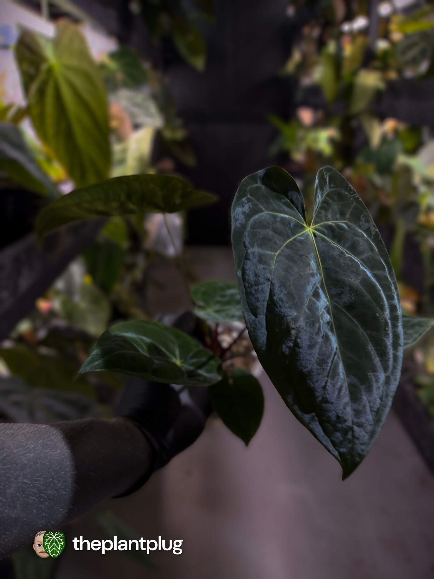 Anthurium #WaddleNOID x papillilaminum