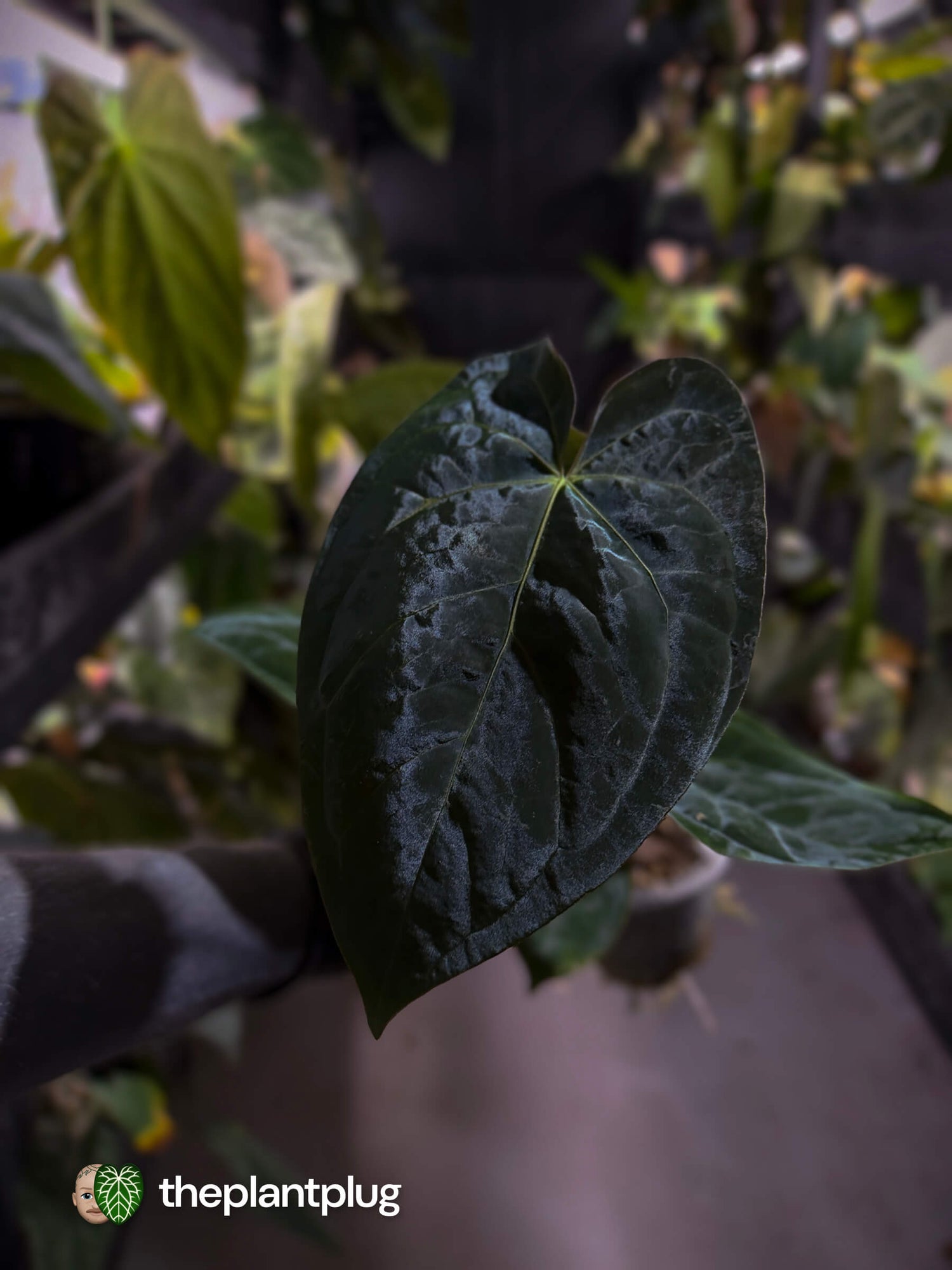 Anthurium #WaddleNOID x papillilaminum