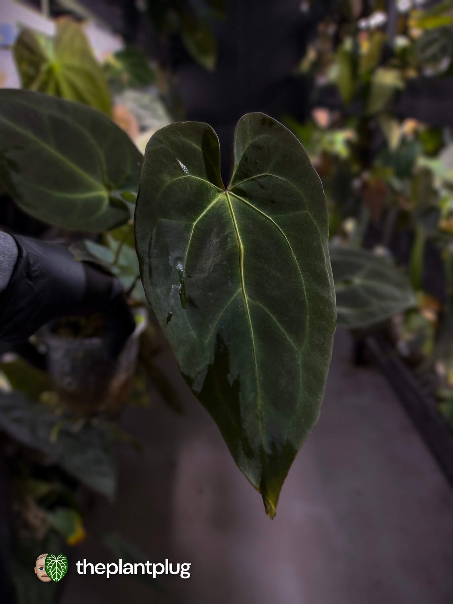 Anthurium #PurplePeopleEater 👾 • two plants