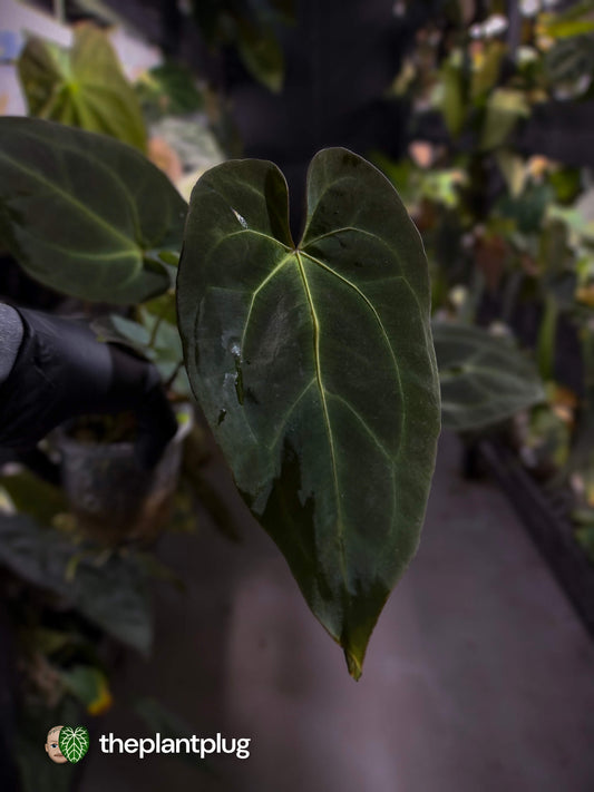 Anthurium #PurplePeopleEater 👾 • two plants