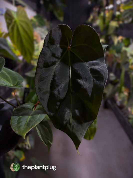 Anthurium #PurplePeopleEater 👾 • two plants