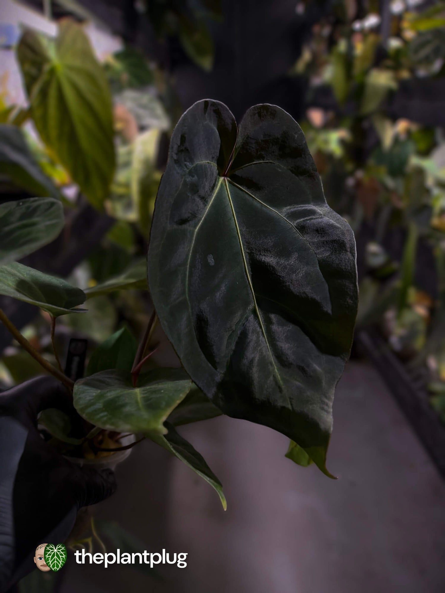 Anthurium #PurplePeopleEater 👾 • two plants