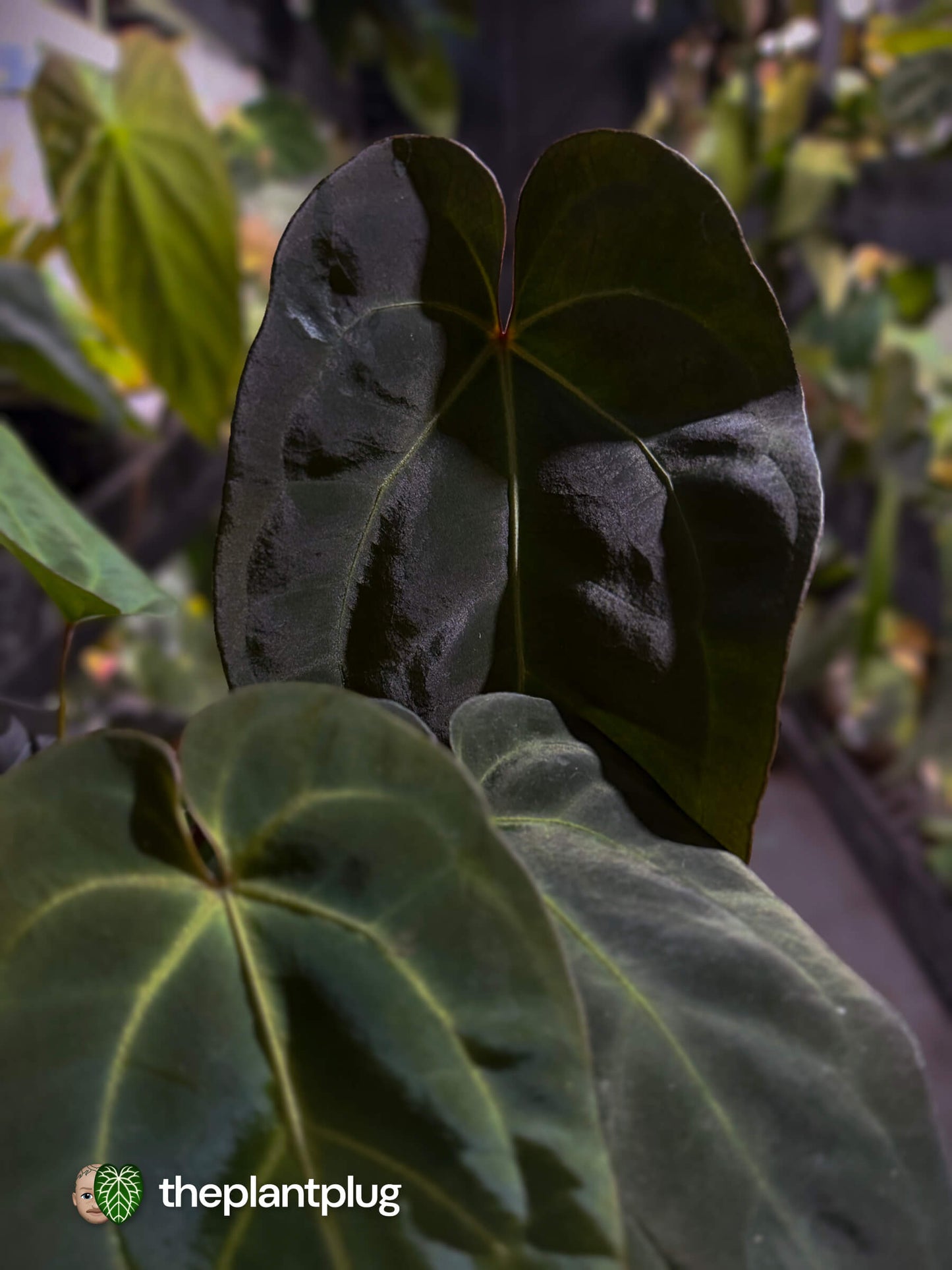 Anthurium #PurplePeopleEater 👾 • two plants