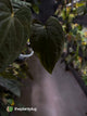 Anthurium #PLUG005 • select