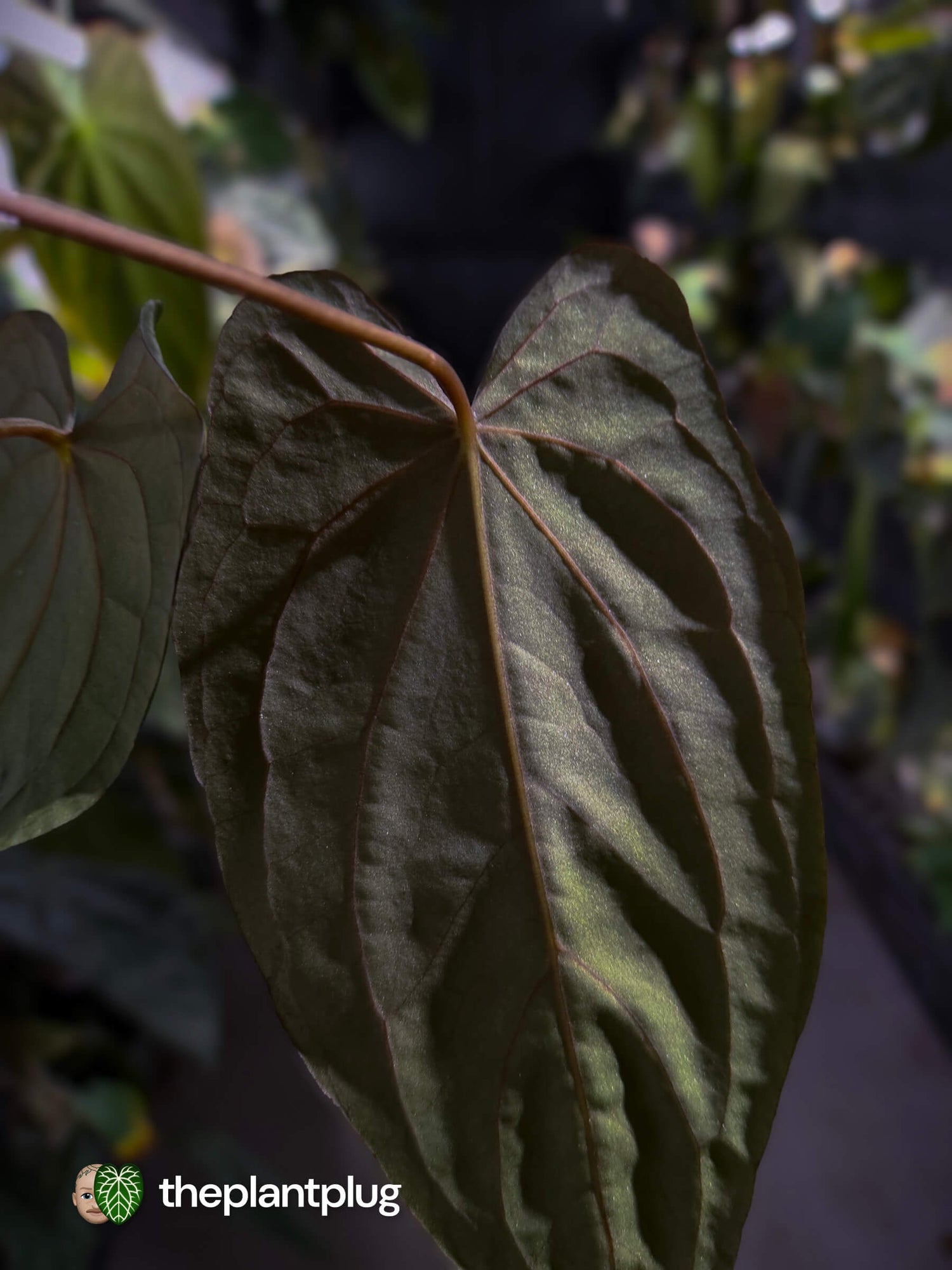 Anthurium #PLUG005 • select