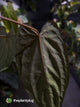 Anthurium #PLUG005 • select