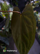 Anthurium #PLUG005 • select