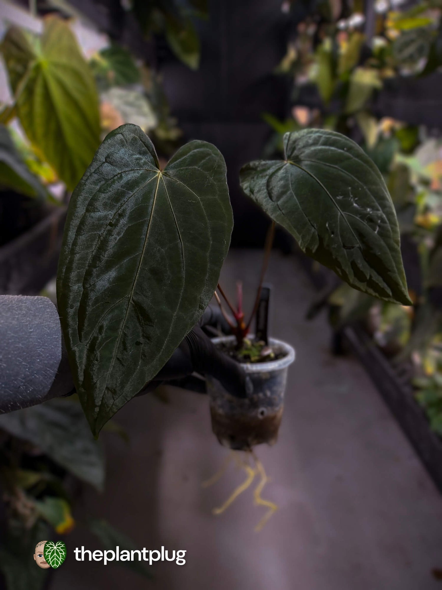 Anthurium #PLUG005 • select