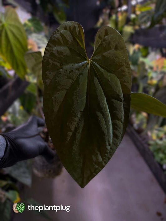 Anthurium #CherryNoir