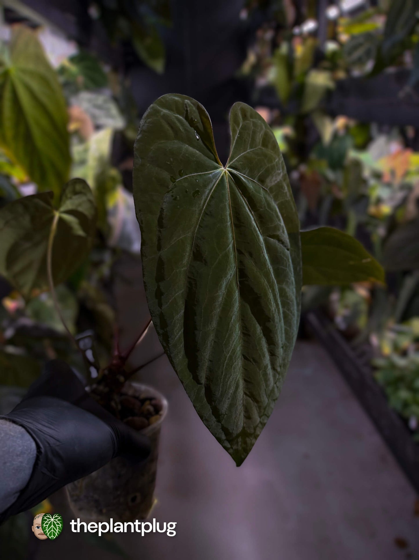 Anthurium #CherryNoir