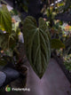 Anthurium #CherryNoir