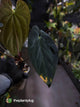 Anthurium #CherryNoir