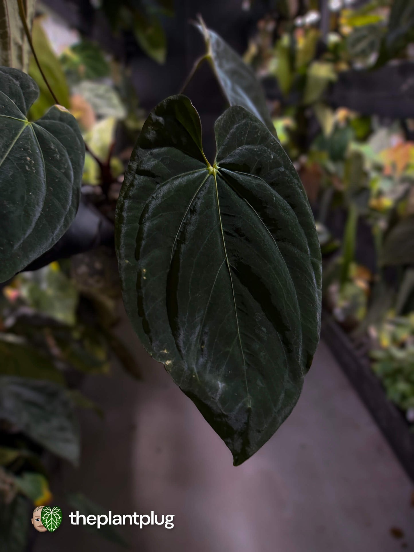 Anthurium #CherryNoir