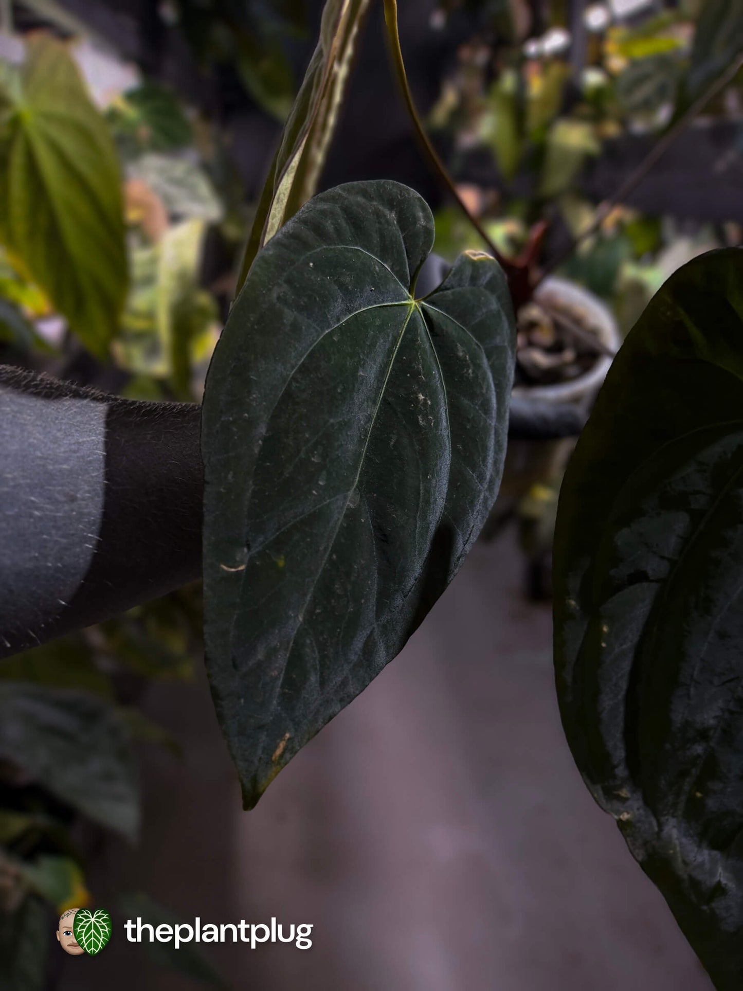 Anthurium #CherryNoir