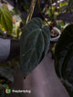 Anthurium #CherryNoir