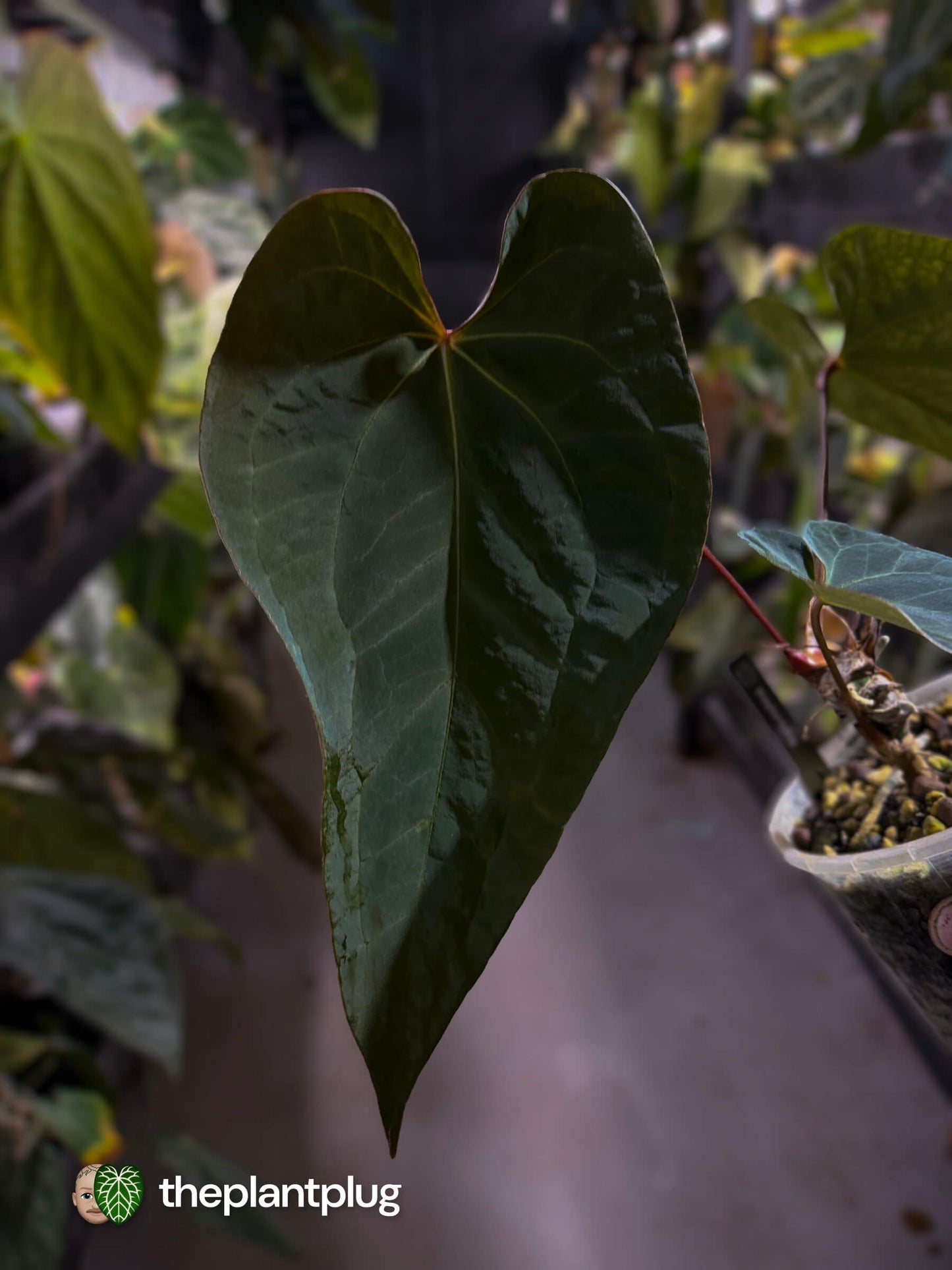 Anthurium #BlackBasilisk '2' • select