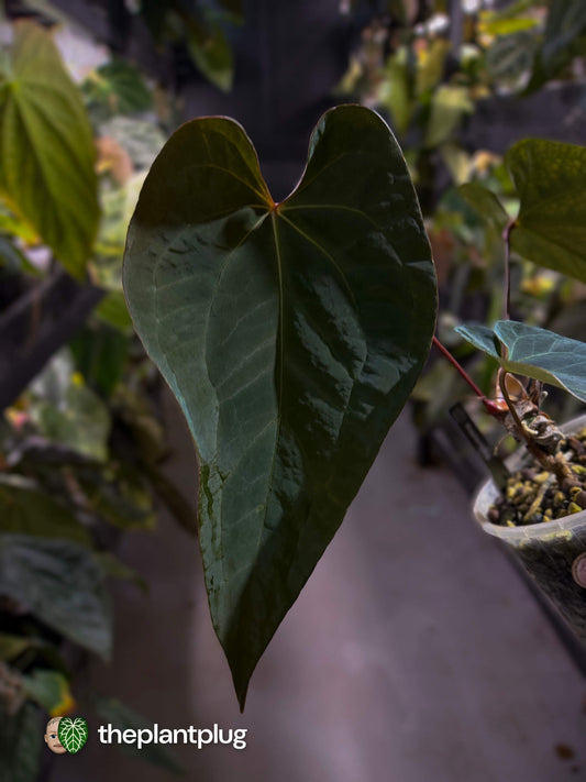 Anthurium #BlackBasilisk '2' • select