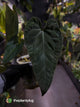 Anthurium #BlackBasilisk '2' • select