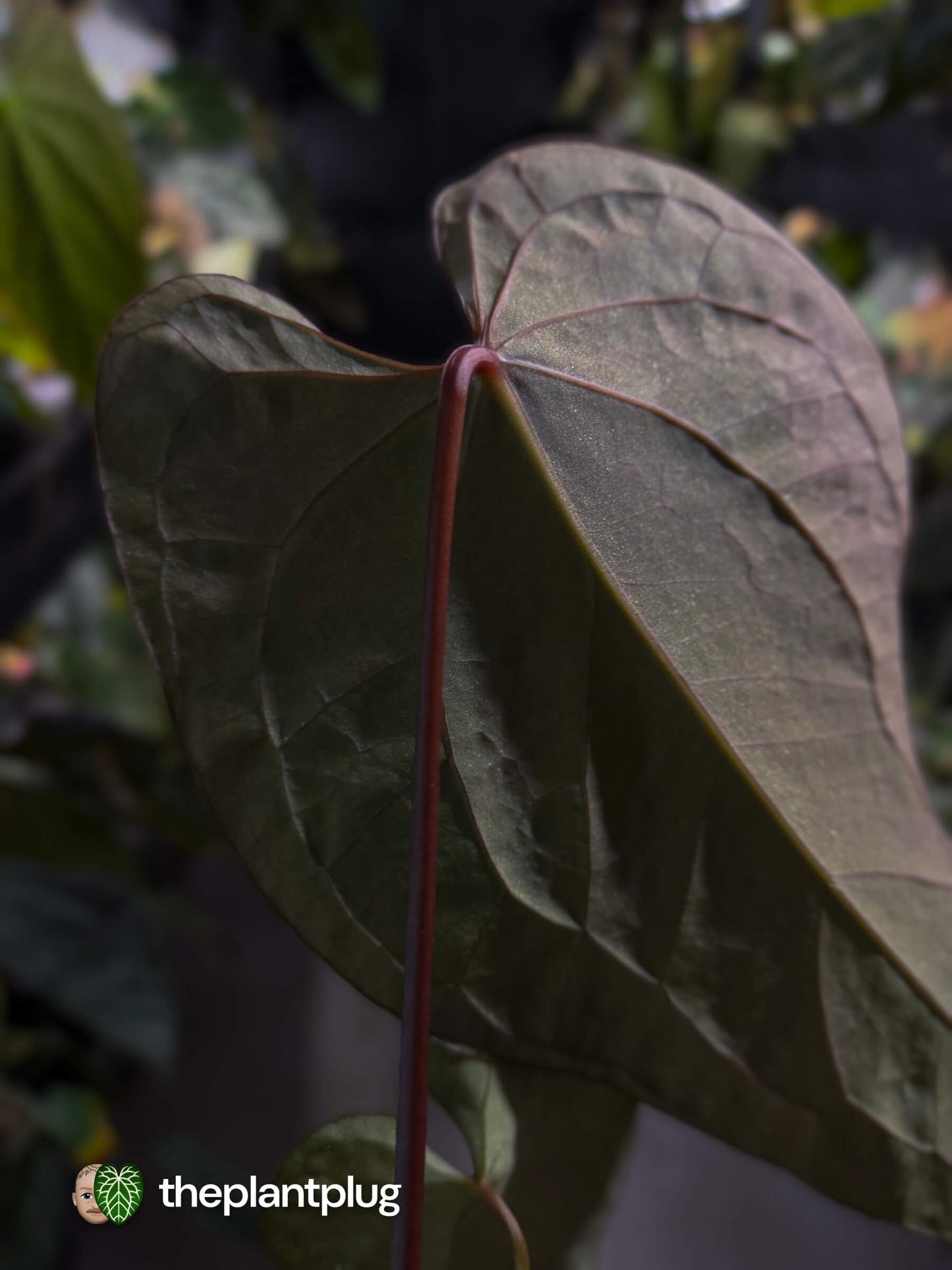 Anthurium #BlackBasilisk '2' • select