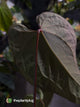 Anthurium #BlackBasilisk '2' • select