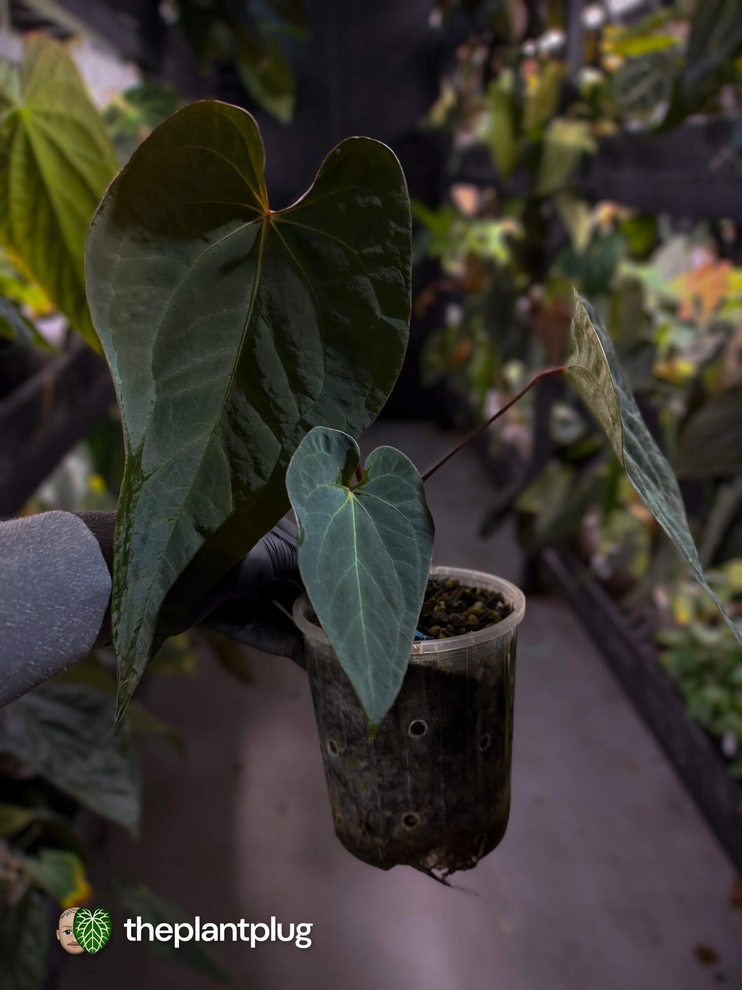 Anthurium #BlackBasilisk '2' • select