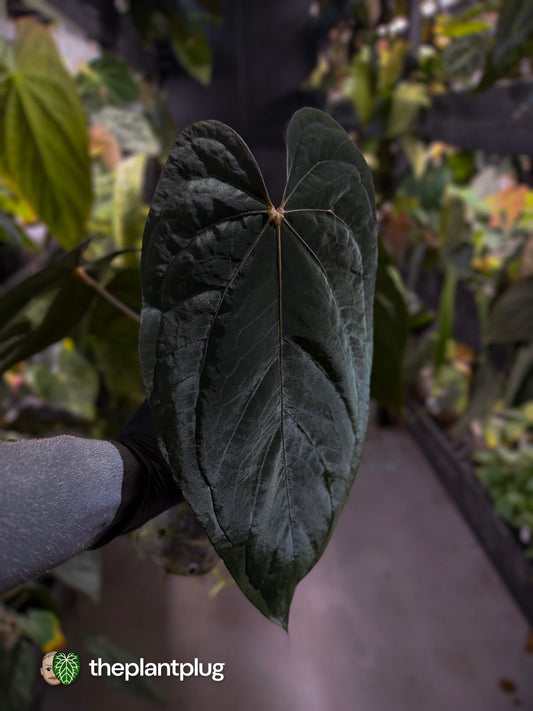 Anthurium dressleri x papillilaminum 'Red'
