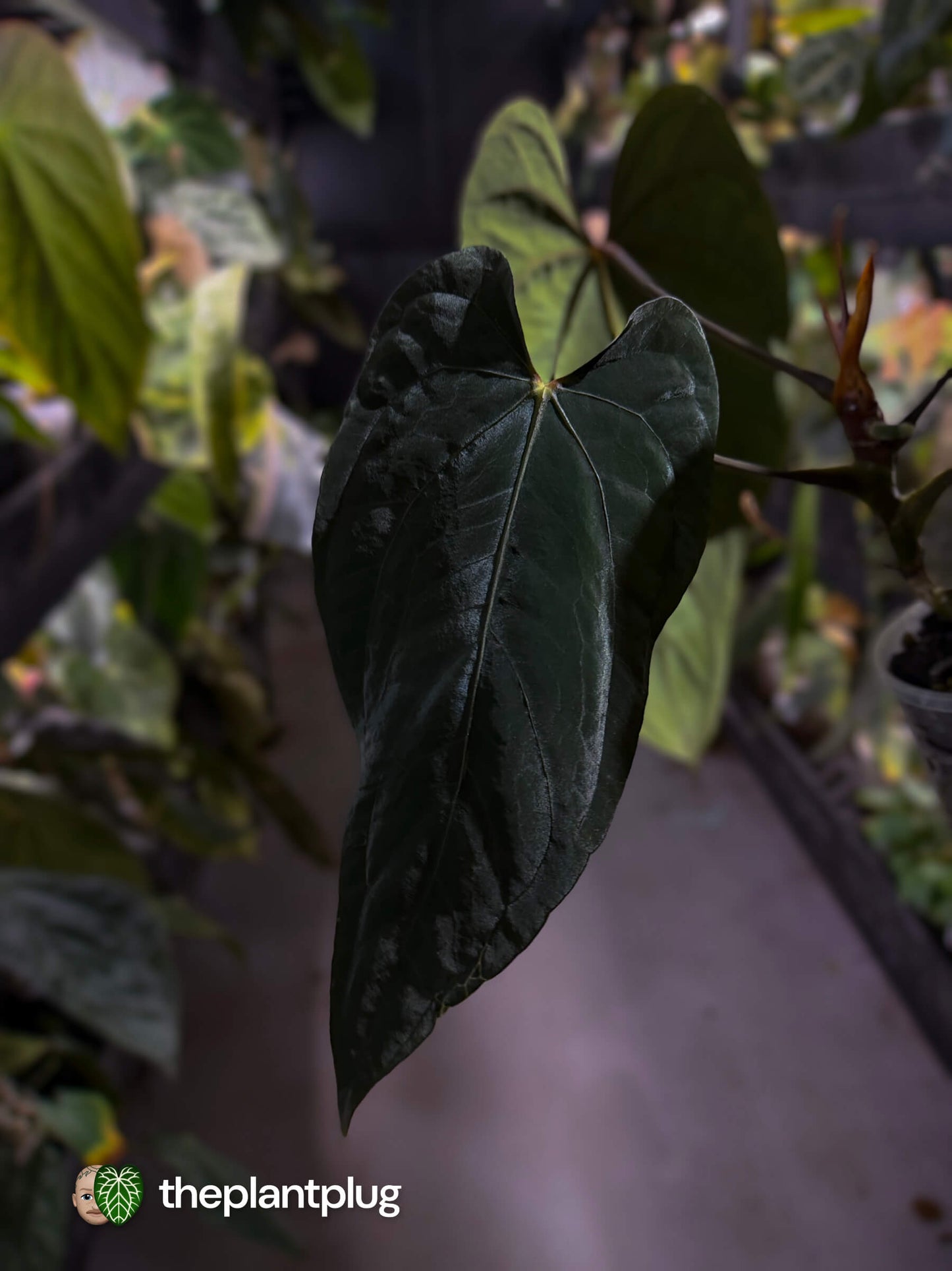 Anthurium dressleri x papillilaminum 'Red'