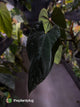 Anthurium dressleri x papillilaminum 'Red'