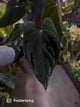 Anthurium dressleri x papillilaminum 'Red'