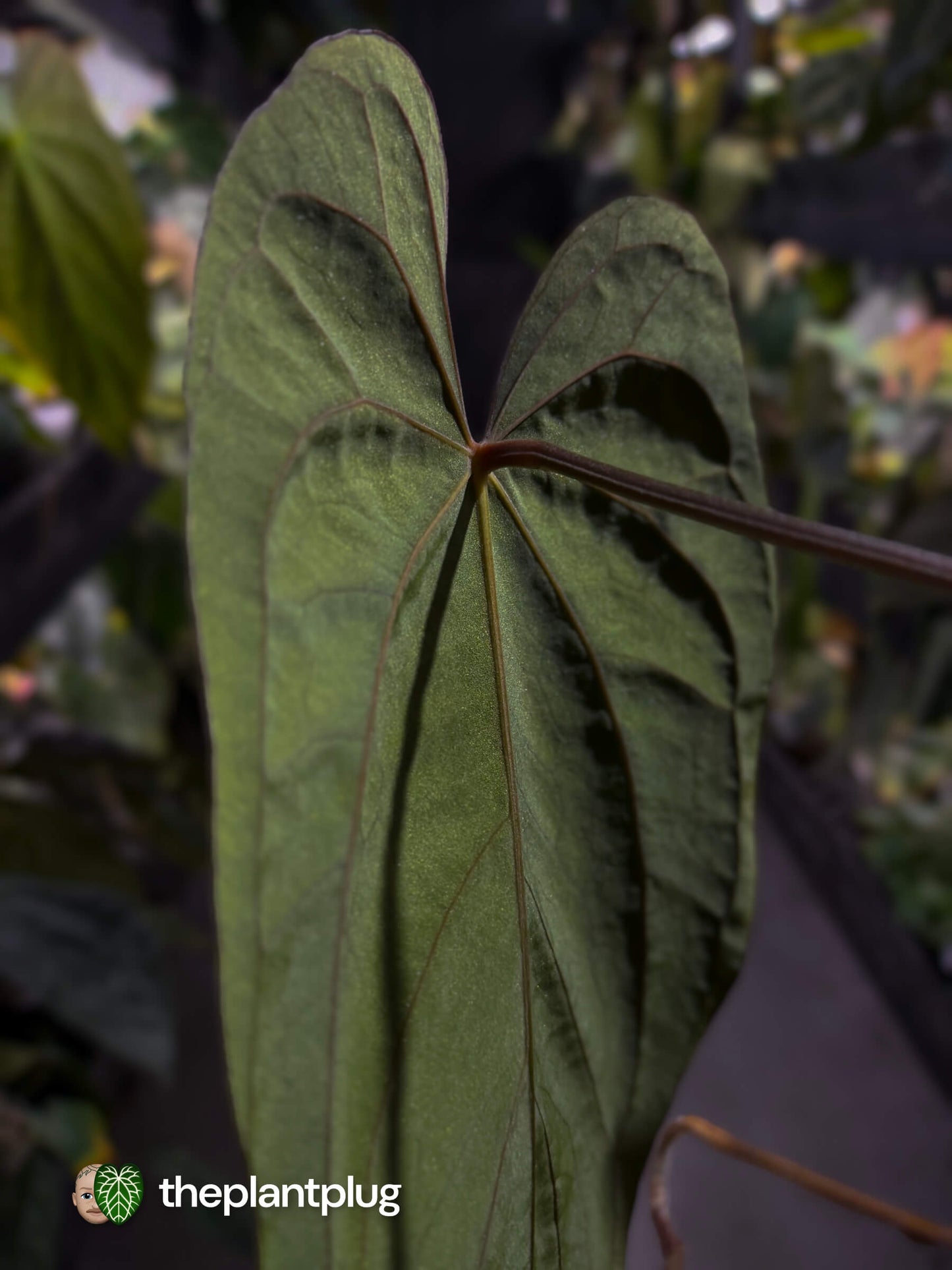 Anthurium dressleri x papillilaminum 'Red'