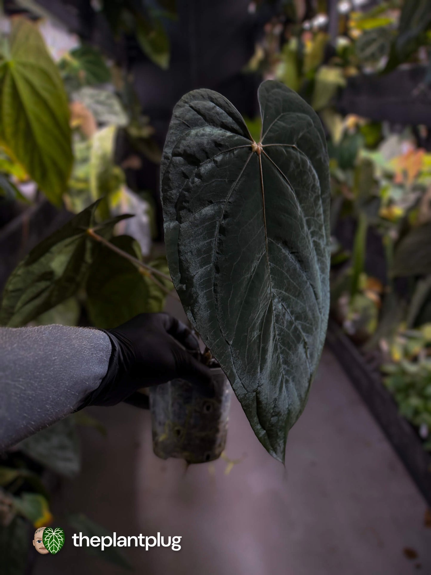 Anthurium dressleri x papillilaminum 'Red'