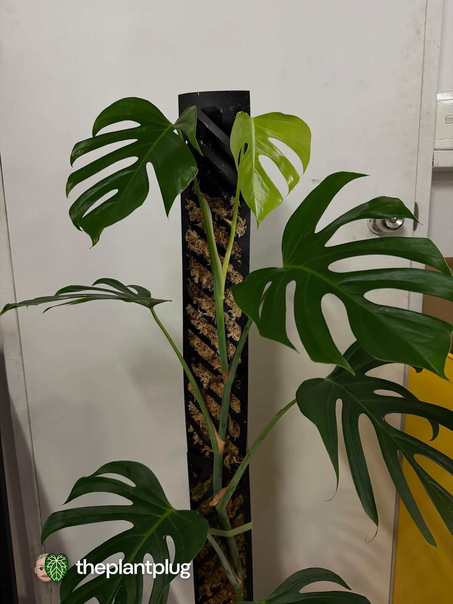 Monstera deliciosa var. Sierrana