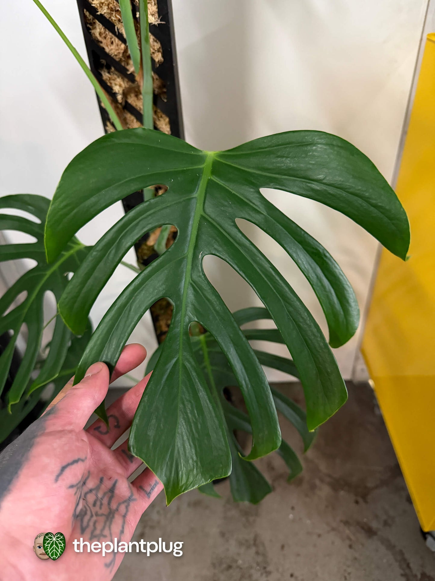Monstera deliciosa var. Sierrana