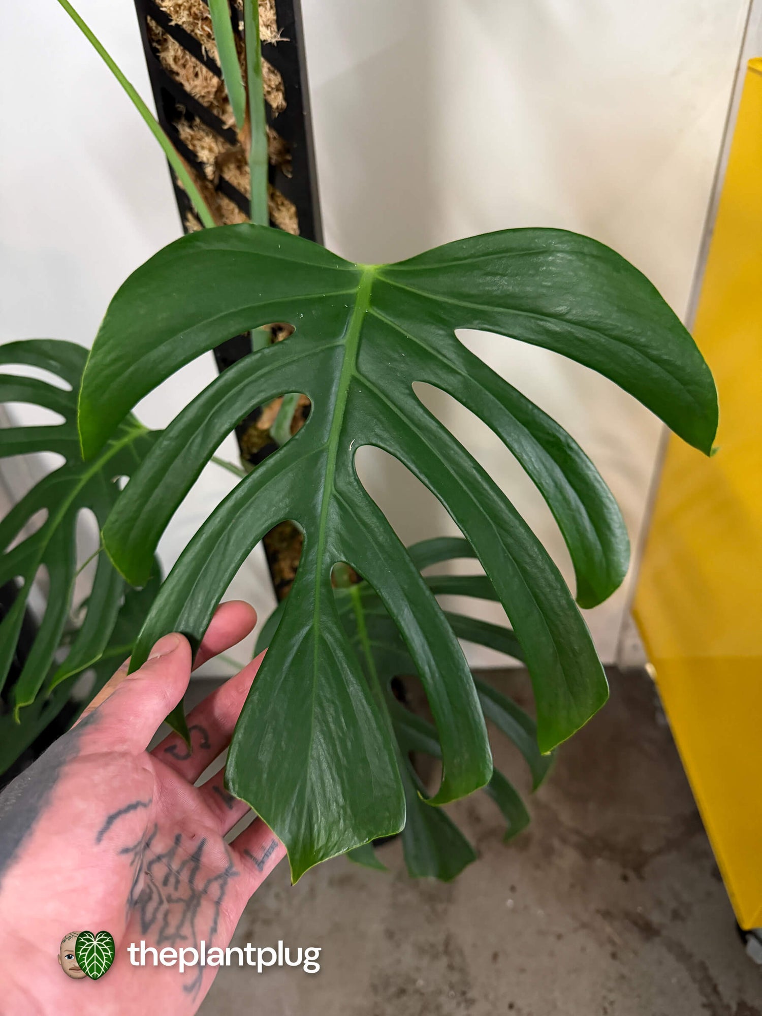 Monstera deliciosa var. Sierrana