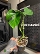 Monstera deliciosa var. Sierrana