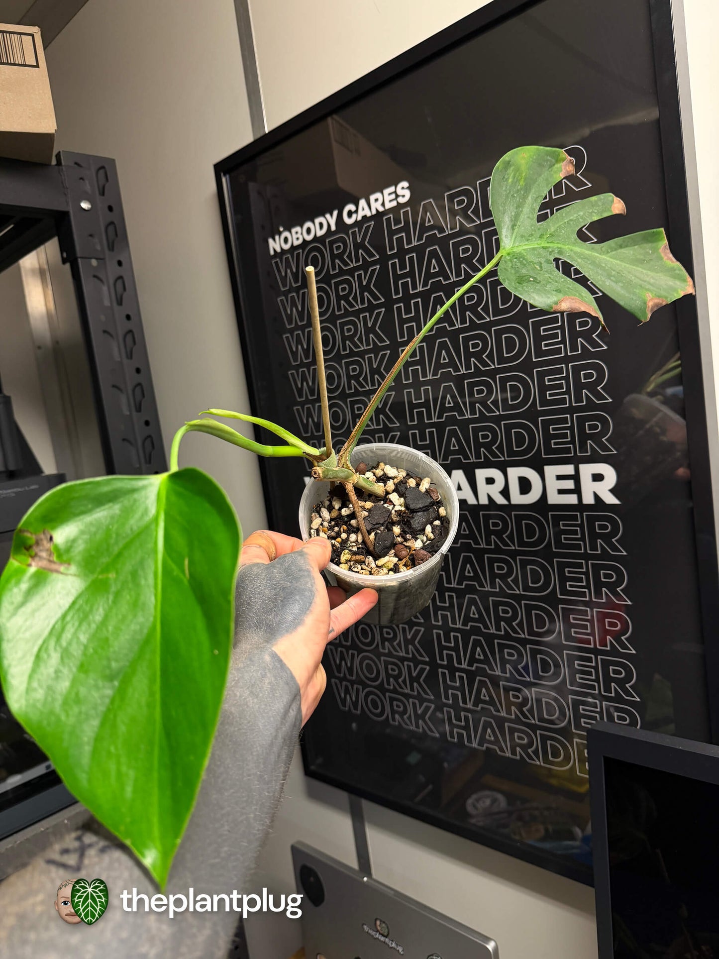 Monstera deliciosa var. Sierrana