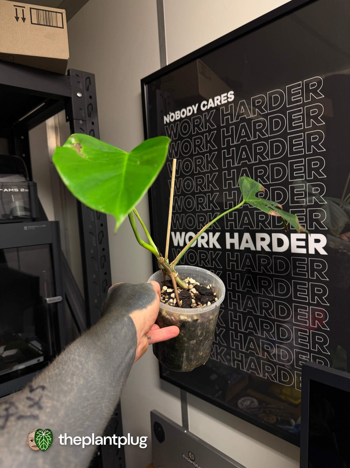 Monstera deliciosa var. Sierrana