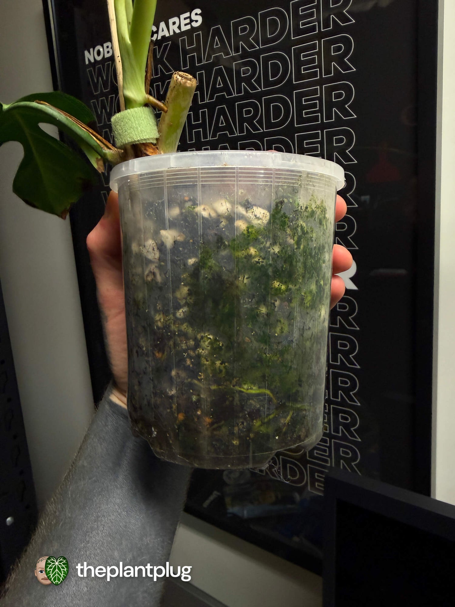 Monstera deliciosa var. Sierrana