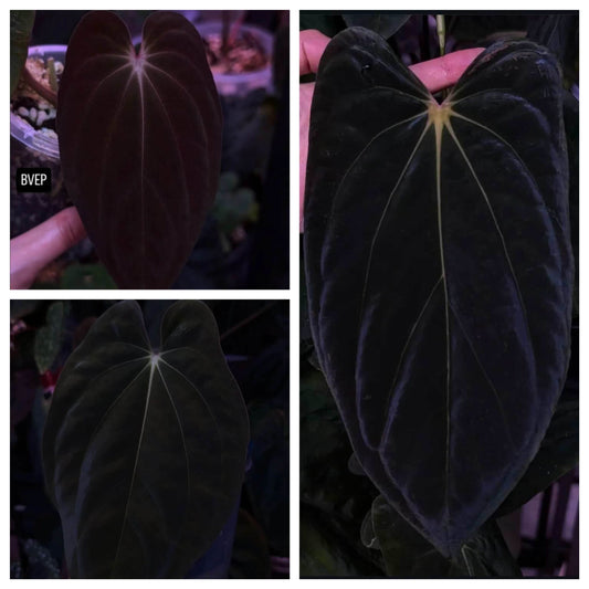 Anthurium antolakii ('Round' x 'BBL') f2