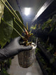 Anthurium #tororojo • papillilaminum x besseae aff 'red' *XL plant*