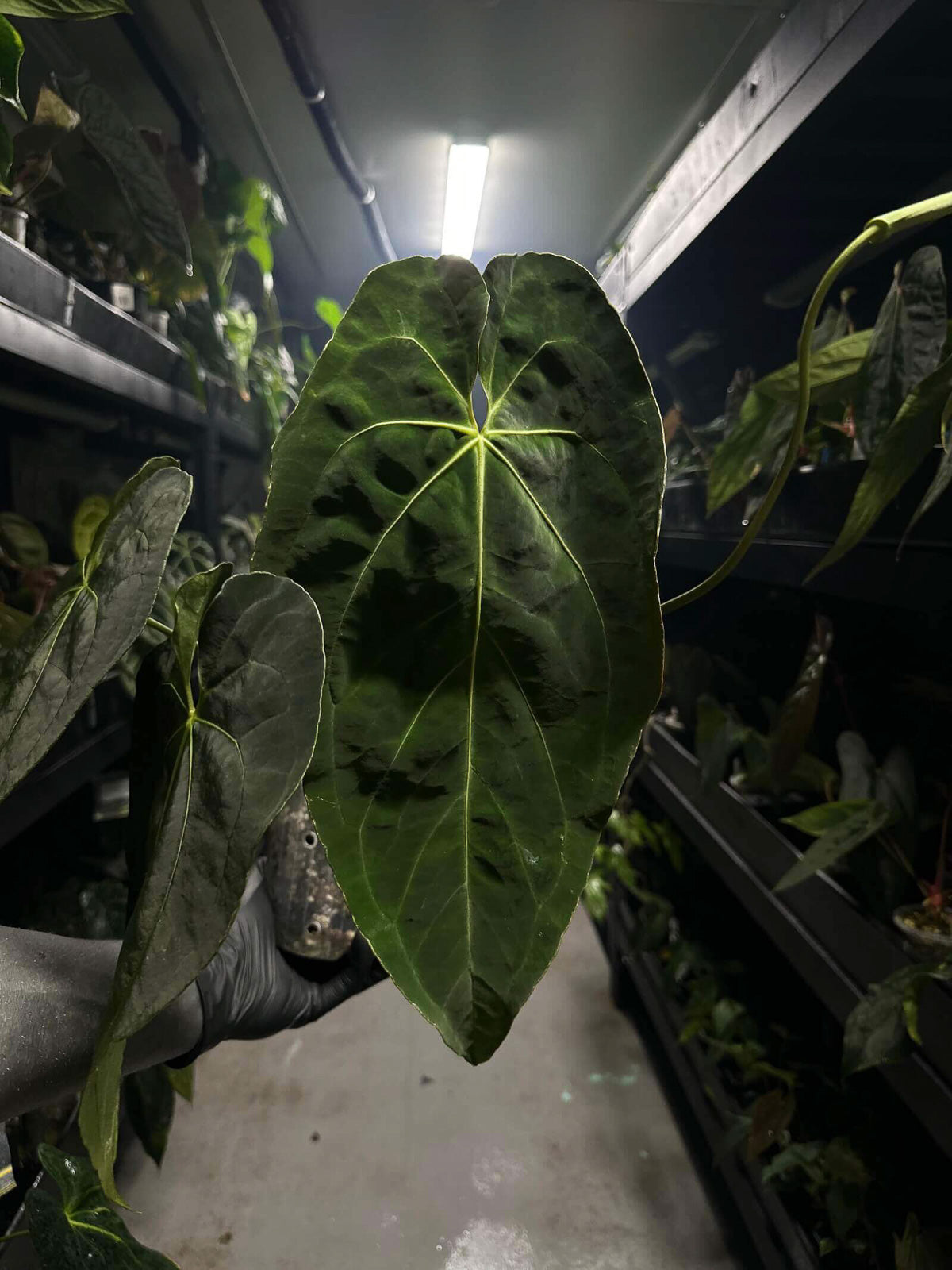 Anthurium #tororojo • papillilaminum x besseae aff 'red' *XL plant*