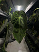 Anthurium #tororojo • papillilaminum x besseae aff 'red' *XL plant*