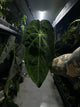 Anthurium #tororojo • papillilaminum x besseae aff 'red' *XL plant*