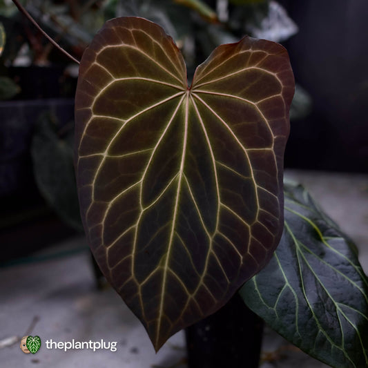 Anthurium magnificum hybrid 'Purple Frilly'