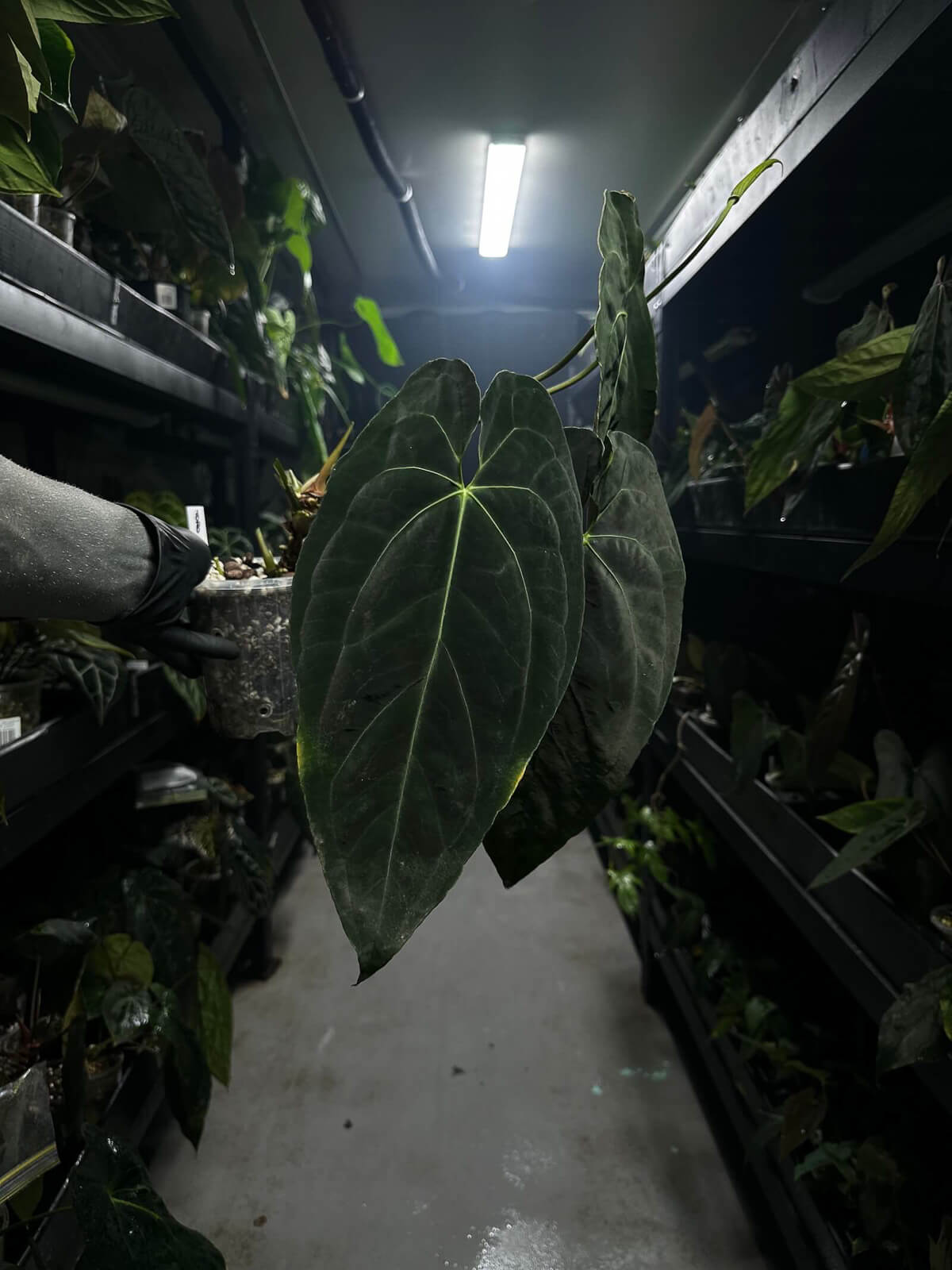 Anthurium #tororojo • papillilaminum x besseae aff 'red' *XL plant*